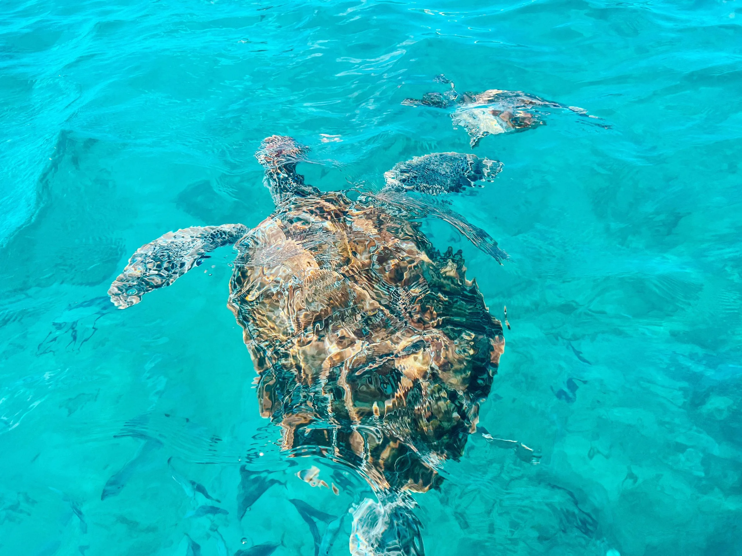 Swim with wild turtles in Barbados