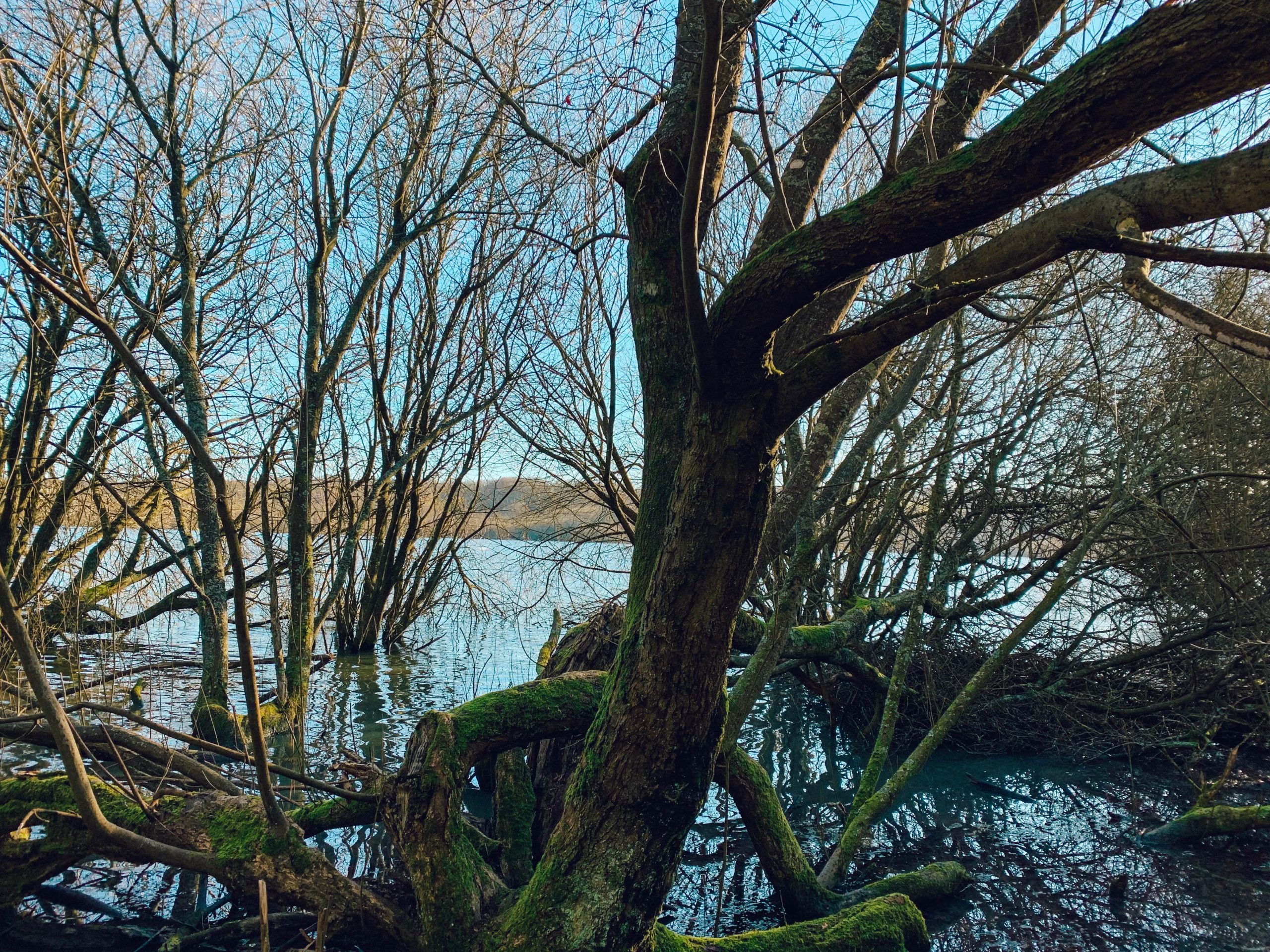 Ashdown Forest Lake