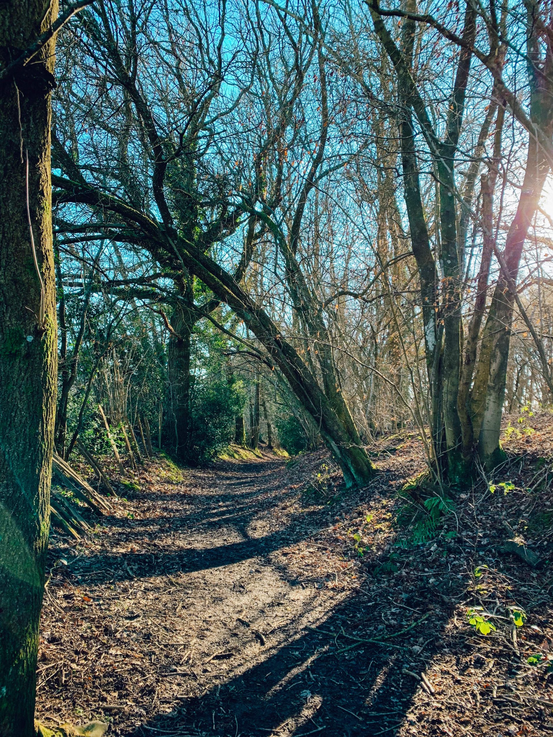Ashdown Forest