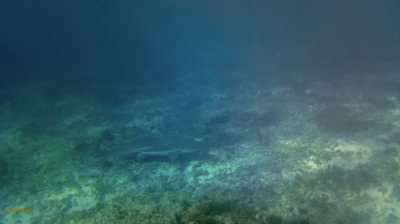 Blacktip reef shark