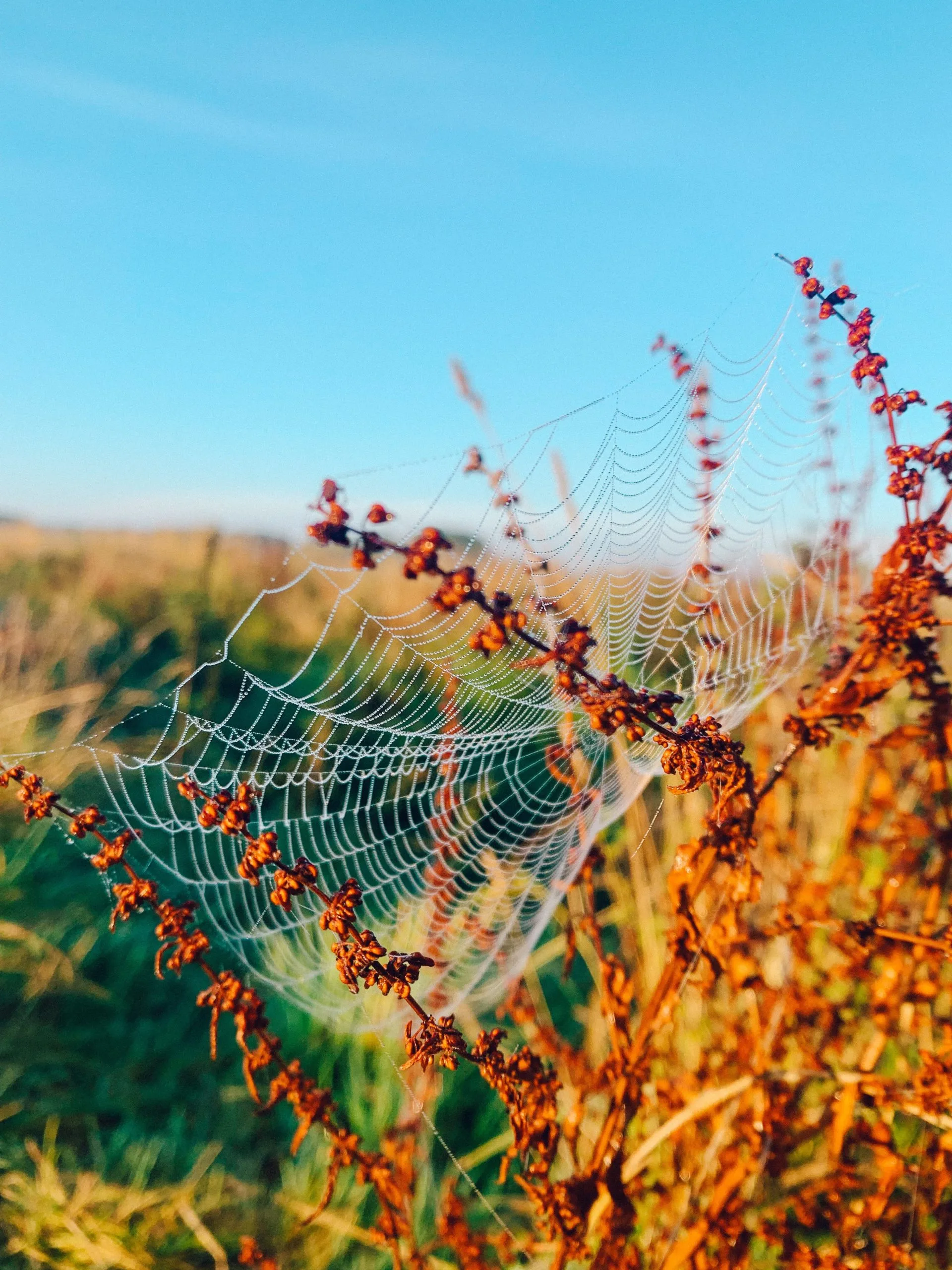 Dew covered spiders web
