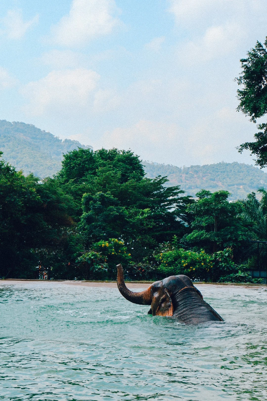 Elephant playing in water