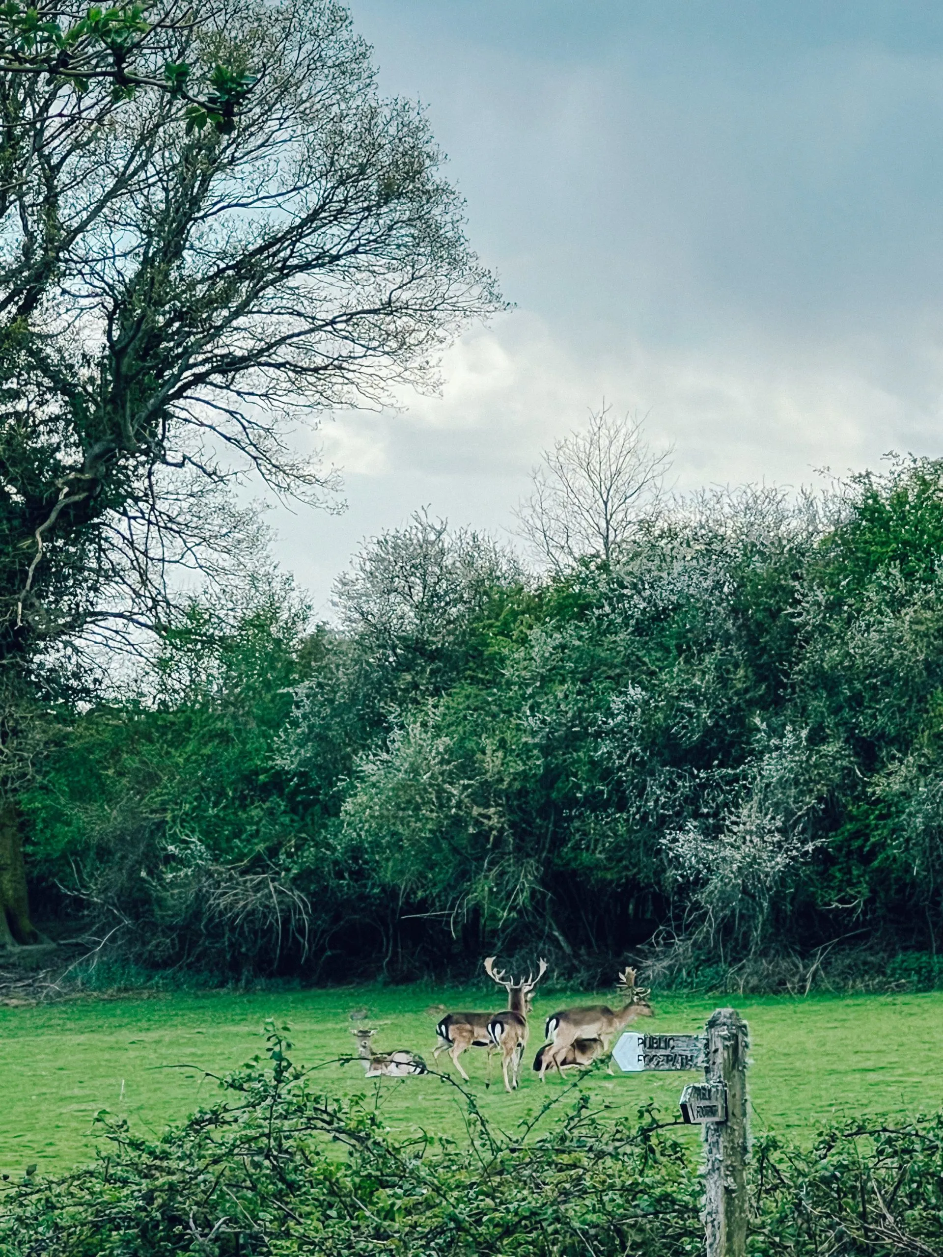 Knepp deer
