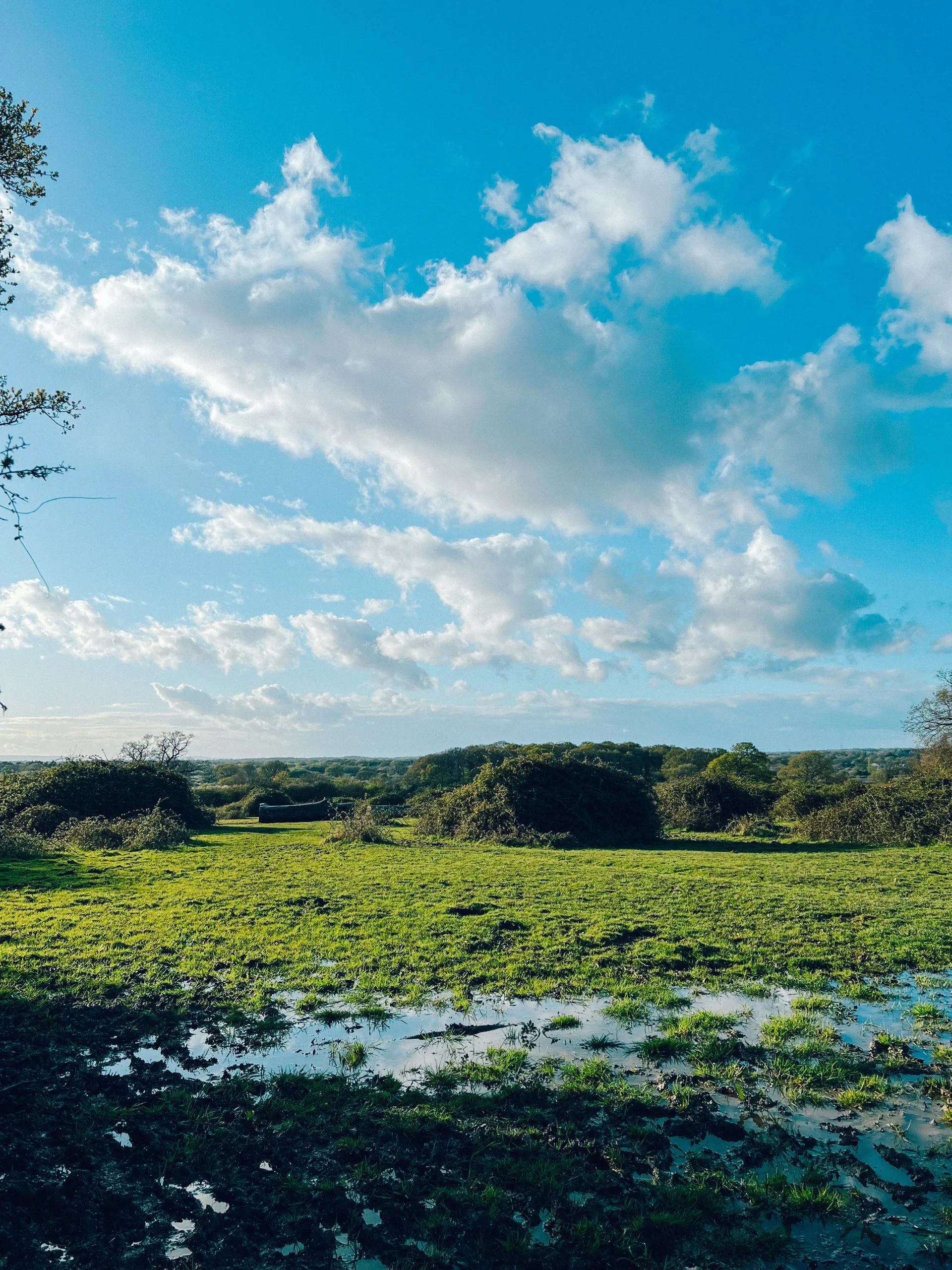 Knepp estate