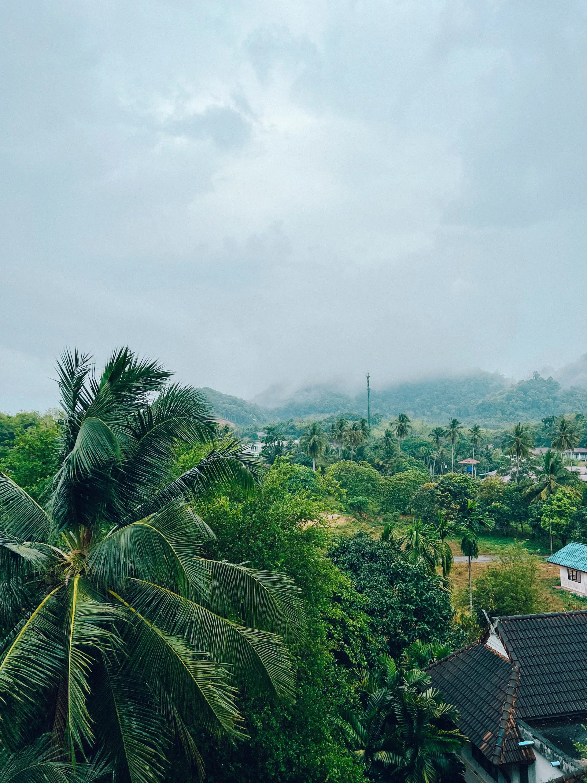 Palm tree and jungles in Krabi