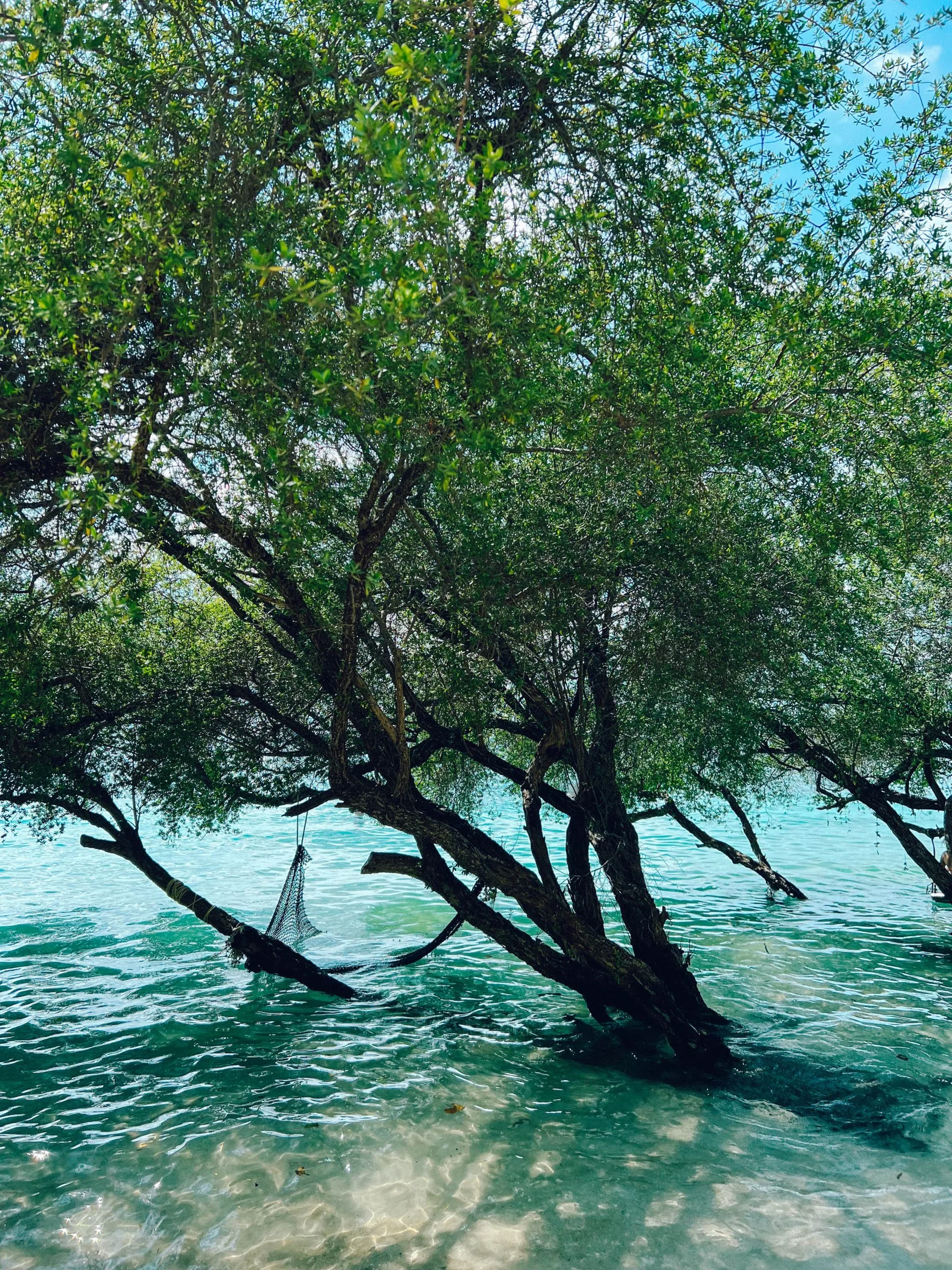 Tree in Ocean Freedom Beach