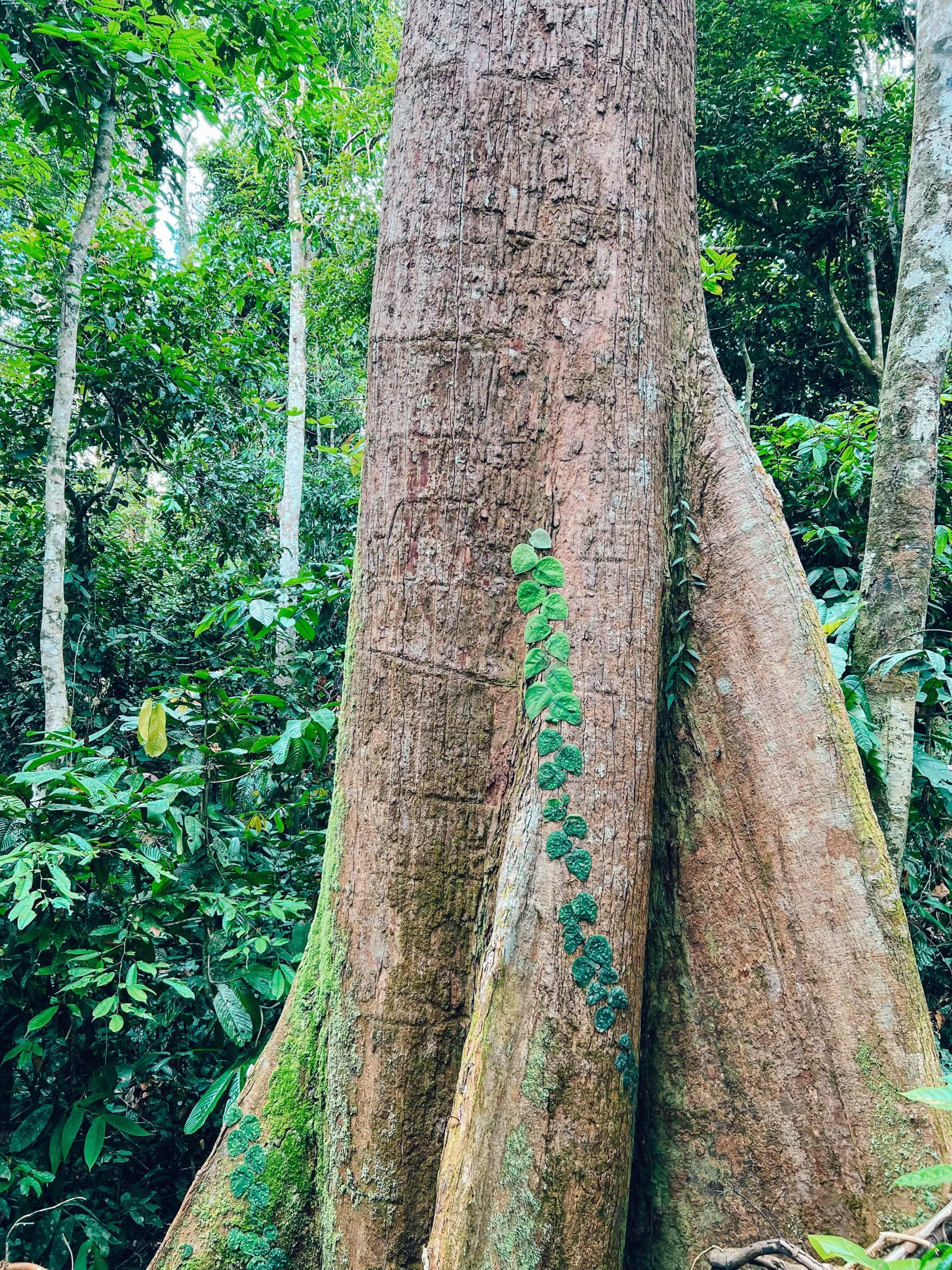 Tree in jungle