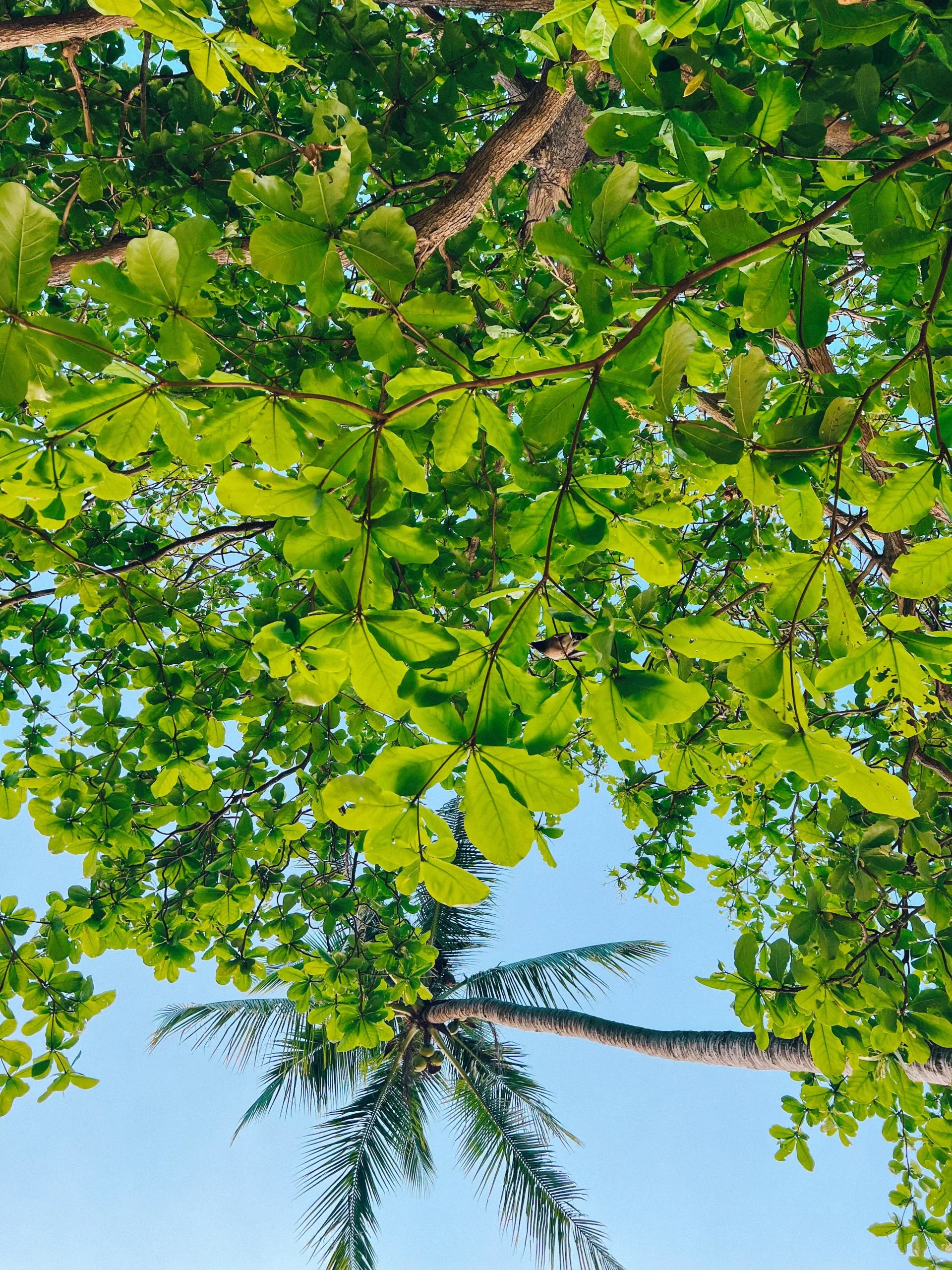 Trees at Sensi