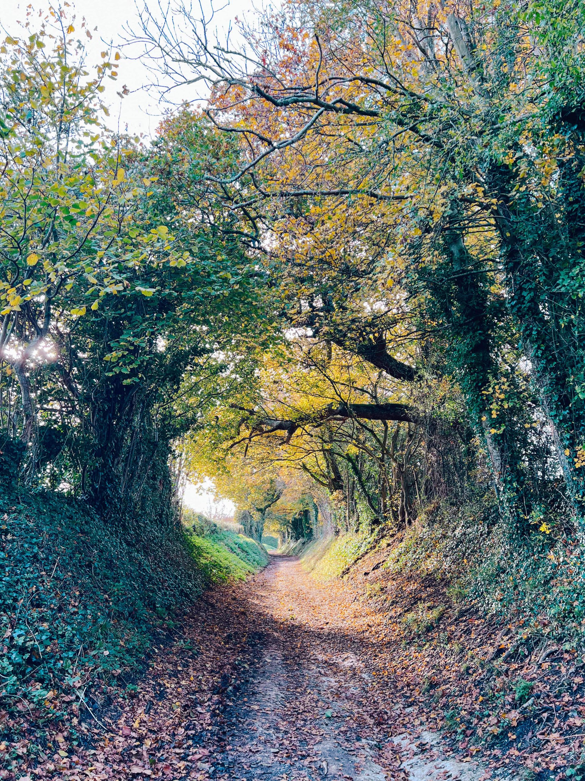 halnaker tree tunnel