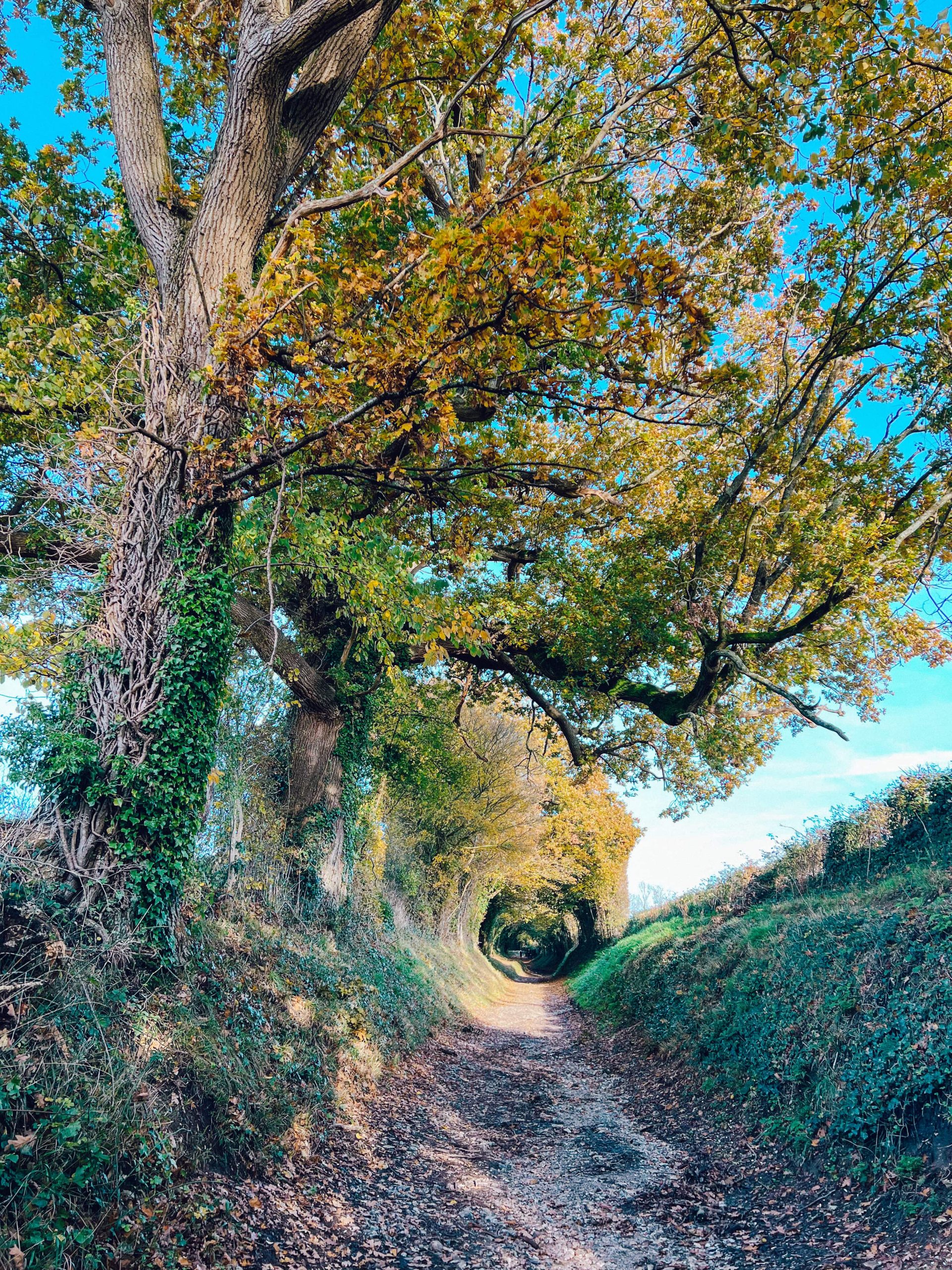 halnaker tree tunnel