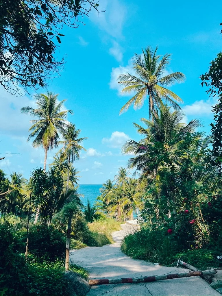 hin wong bay palm trees