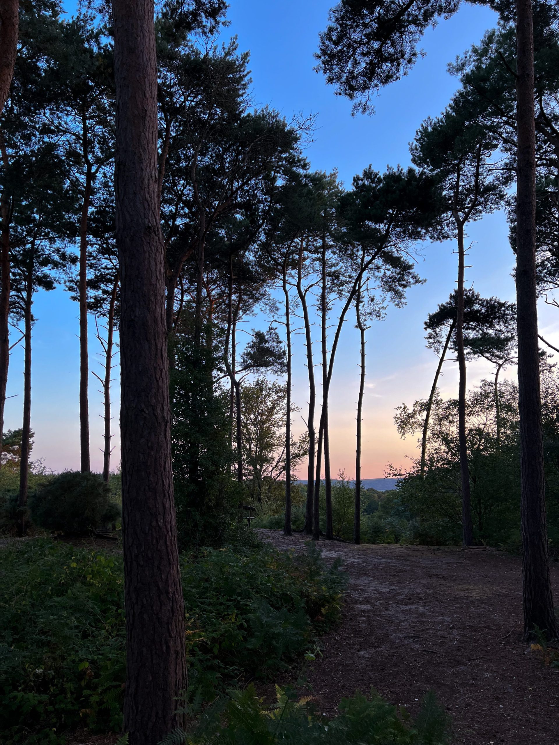 pulborough brooks forest