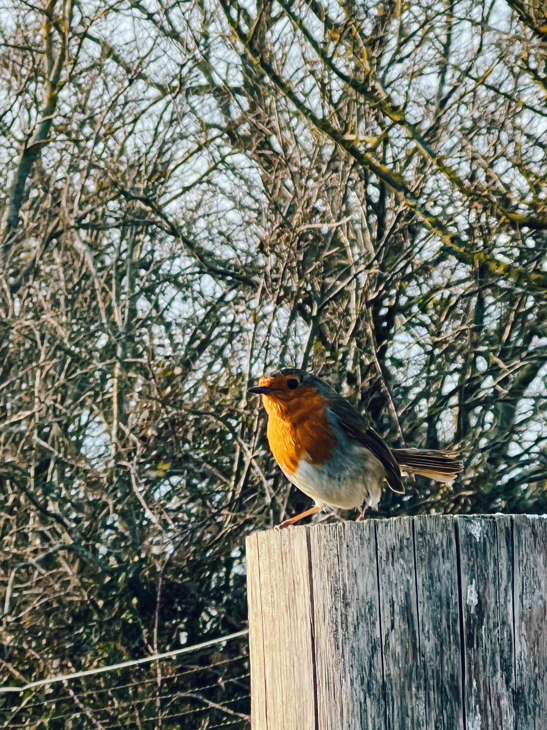 pulborough brooks robin
