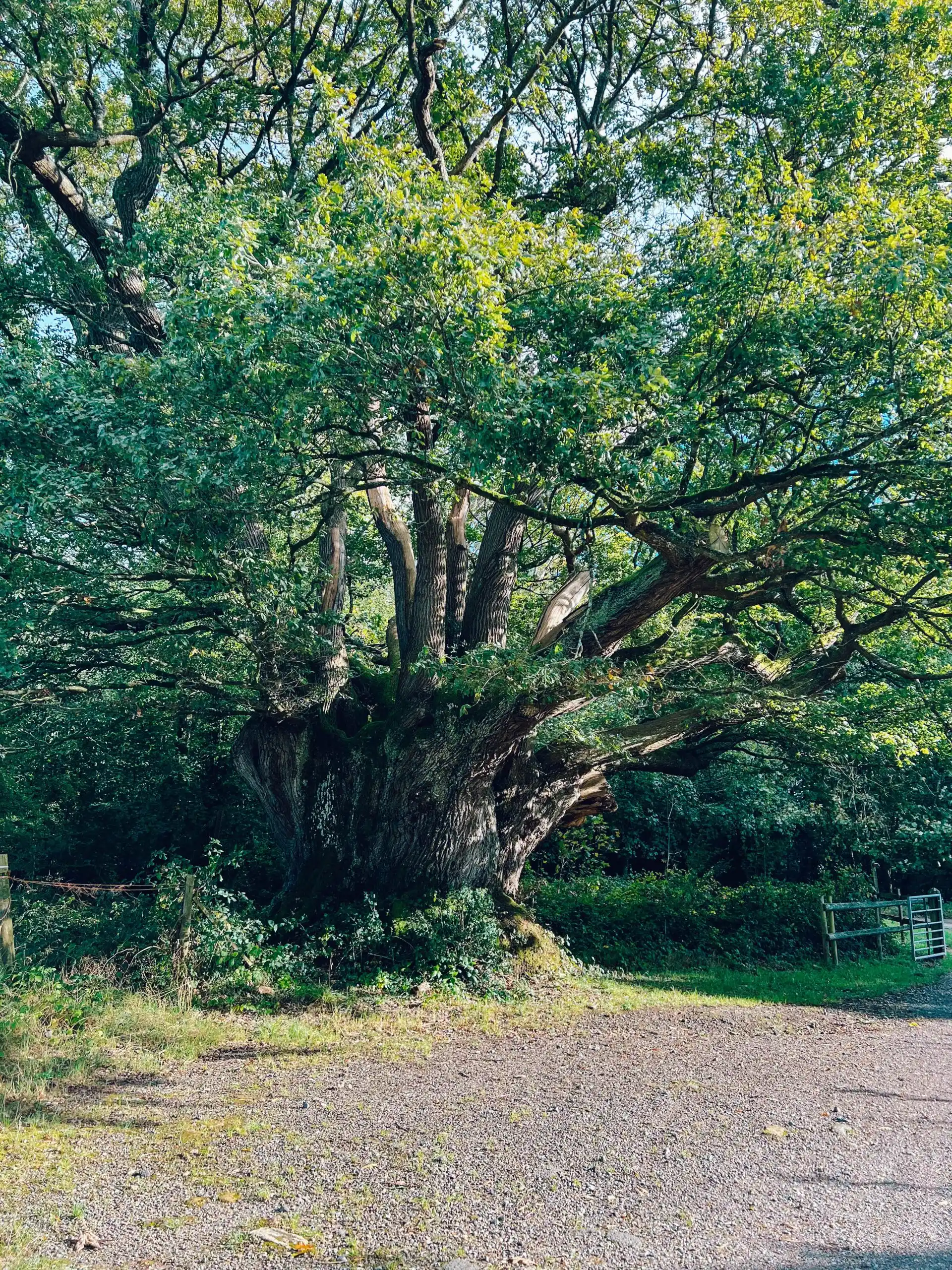 st leonards forest oak tree