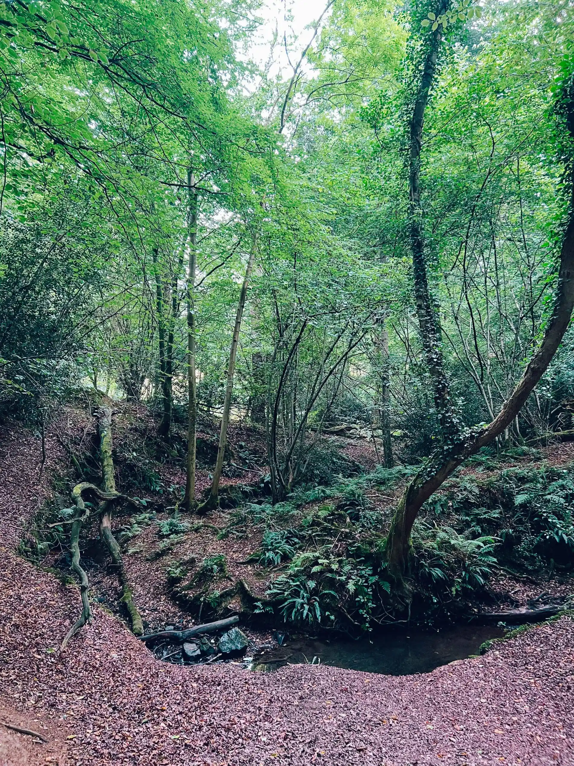 st leonards forest stream