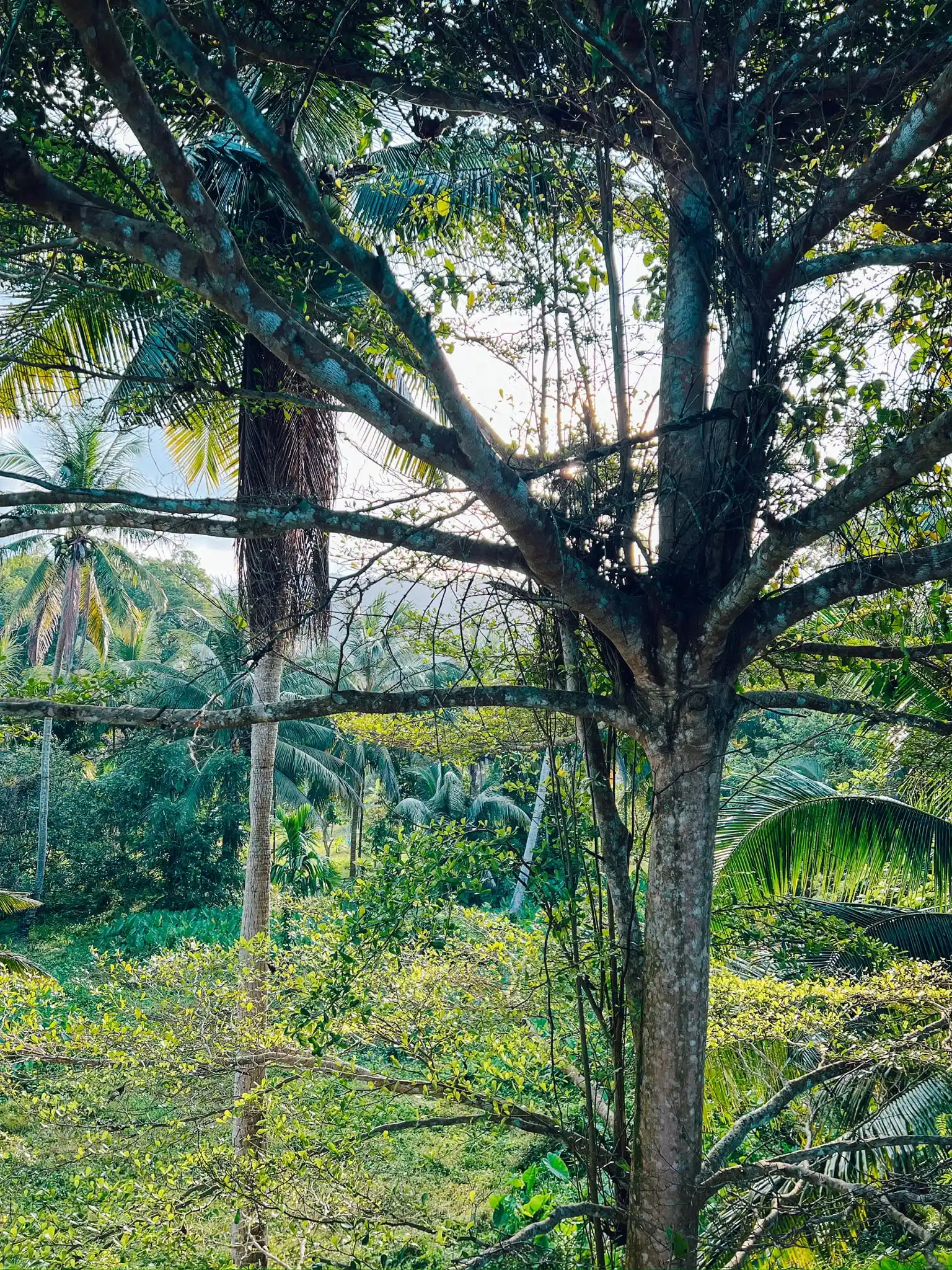 wonderland healing centre jungle