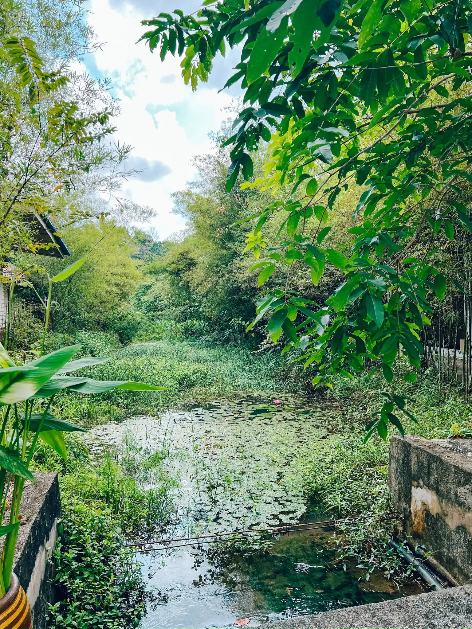wonderland healing centre river
